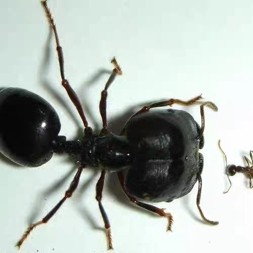 Carebara diversa（全异盲切叶蚁）