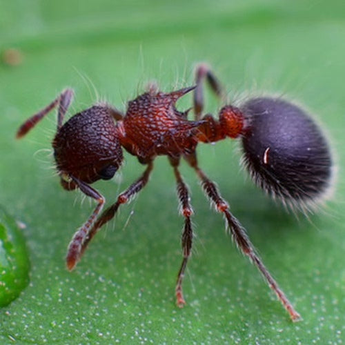 Meranoplus bicolor (二色盾胸蚁)
