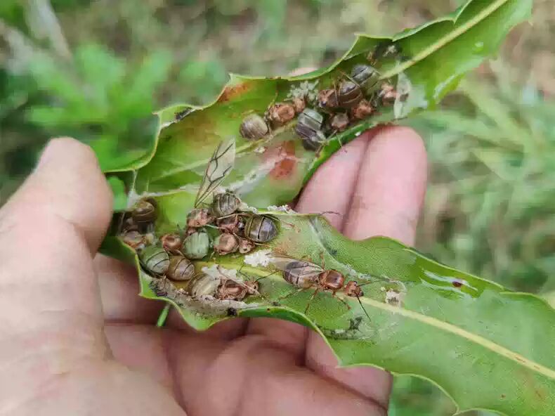Oecophylla smaragdina（黄猄蚁）