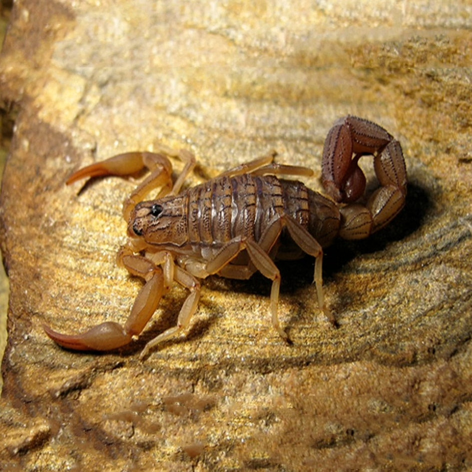 Hottentotta hottentotta（刚果红鳄背蝎）