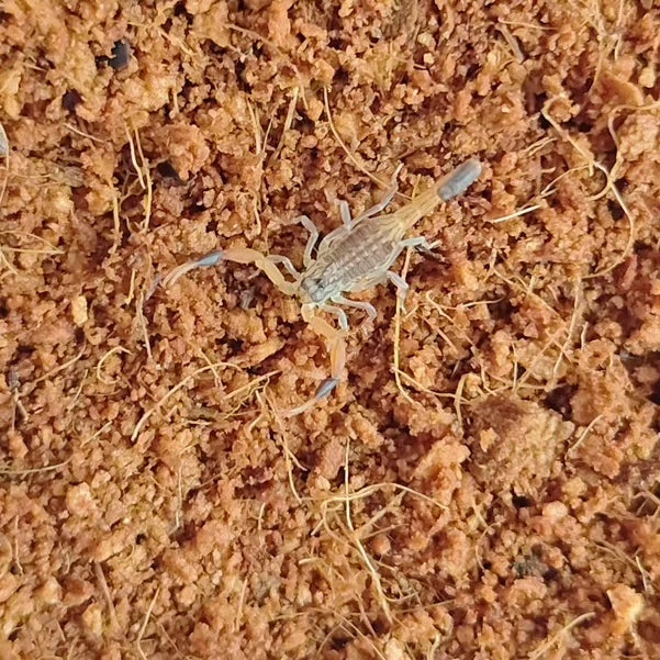 Hottentotta hottentotta（刚果红鳄背蝎）