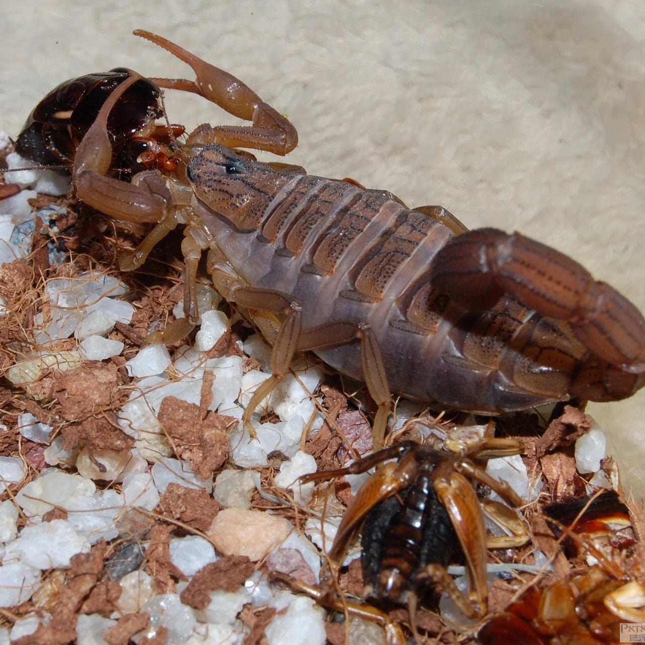 Hottentotta hottentotta（刚果红鳄背蝎）