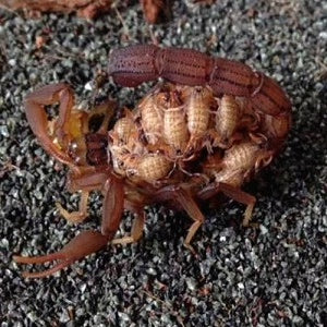 Hottentotta hottentotta（刚果红鳄背蝎）