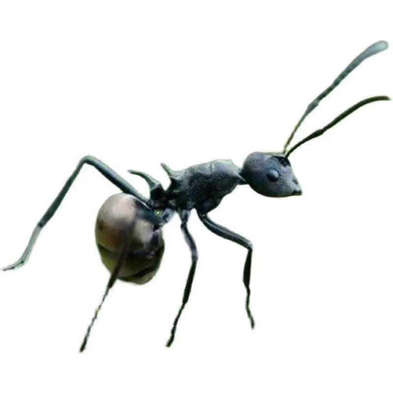 Polyrhachis dives (拟黑多刺蚁,双齿多刺蚁, 台湾地区：黑棘蚁)