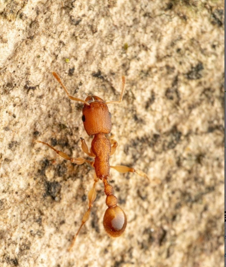 Paratopula ceylonica（锡兰华丽蚁）