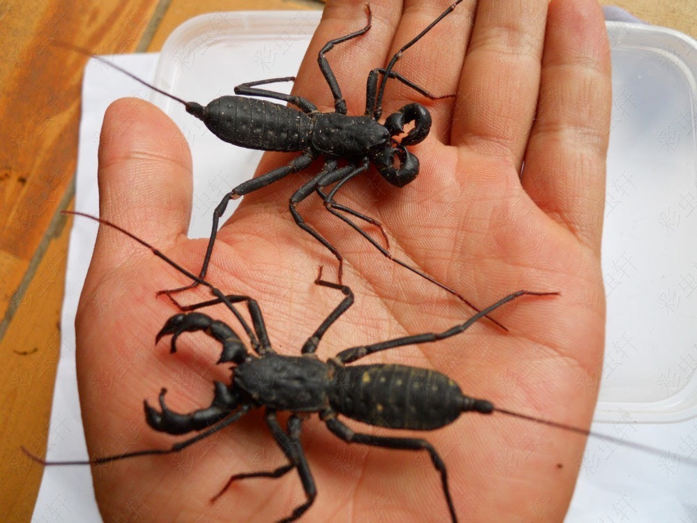 Typopeltis sinensis（长尾鞭蝎）