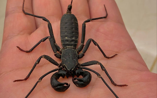 Typopeltis sinensis（长尾鞭蝎）