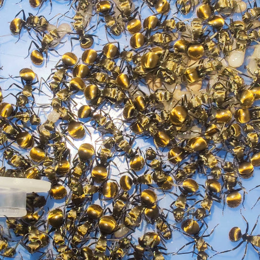 Polyrhachis vigilans（警觉多刺蚁）