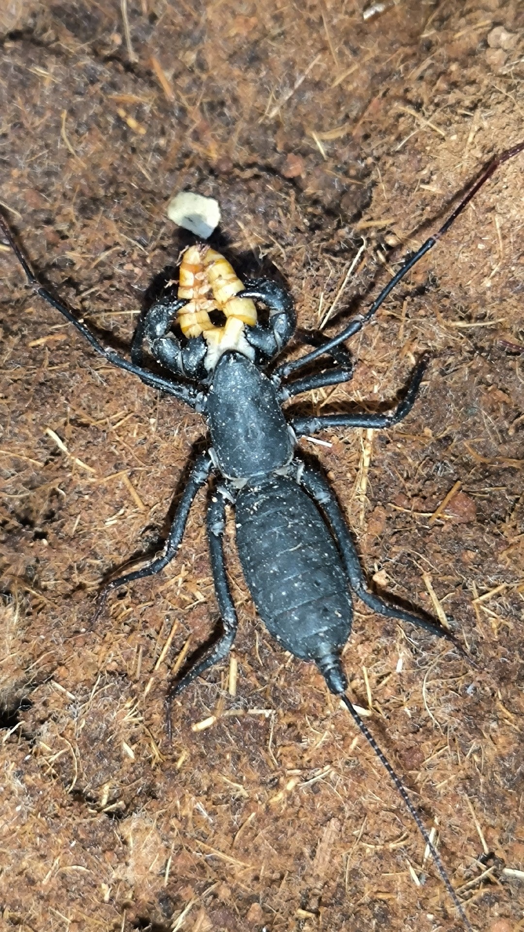 Typopeltis sinensis（中华盾鞭蝎）