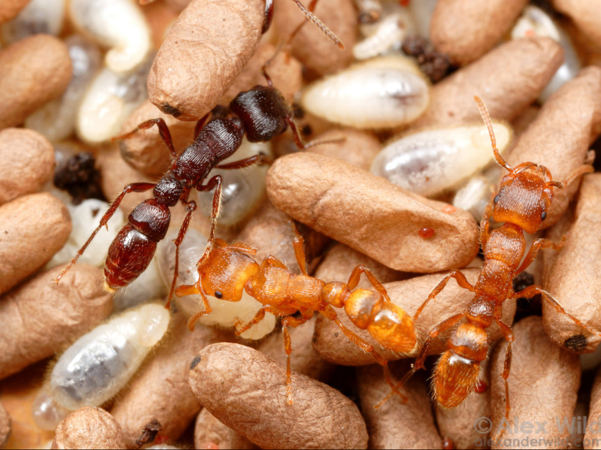 Stictoponera binghamii (宾氏雕突蚁，宾氏曲颊猛蚁)