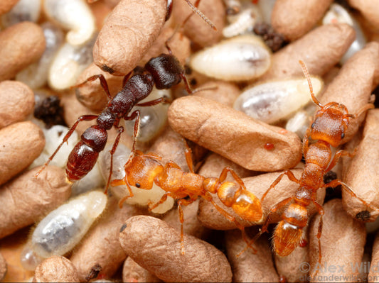 Stictoponera binghamii (宾氏雕突蚁，宾氏曲颊猛蚁)