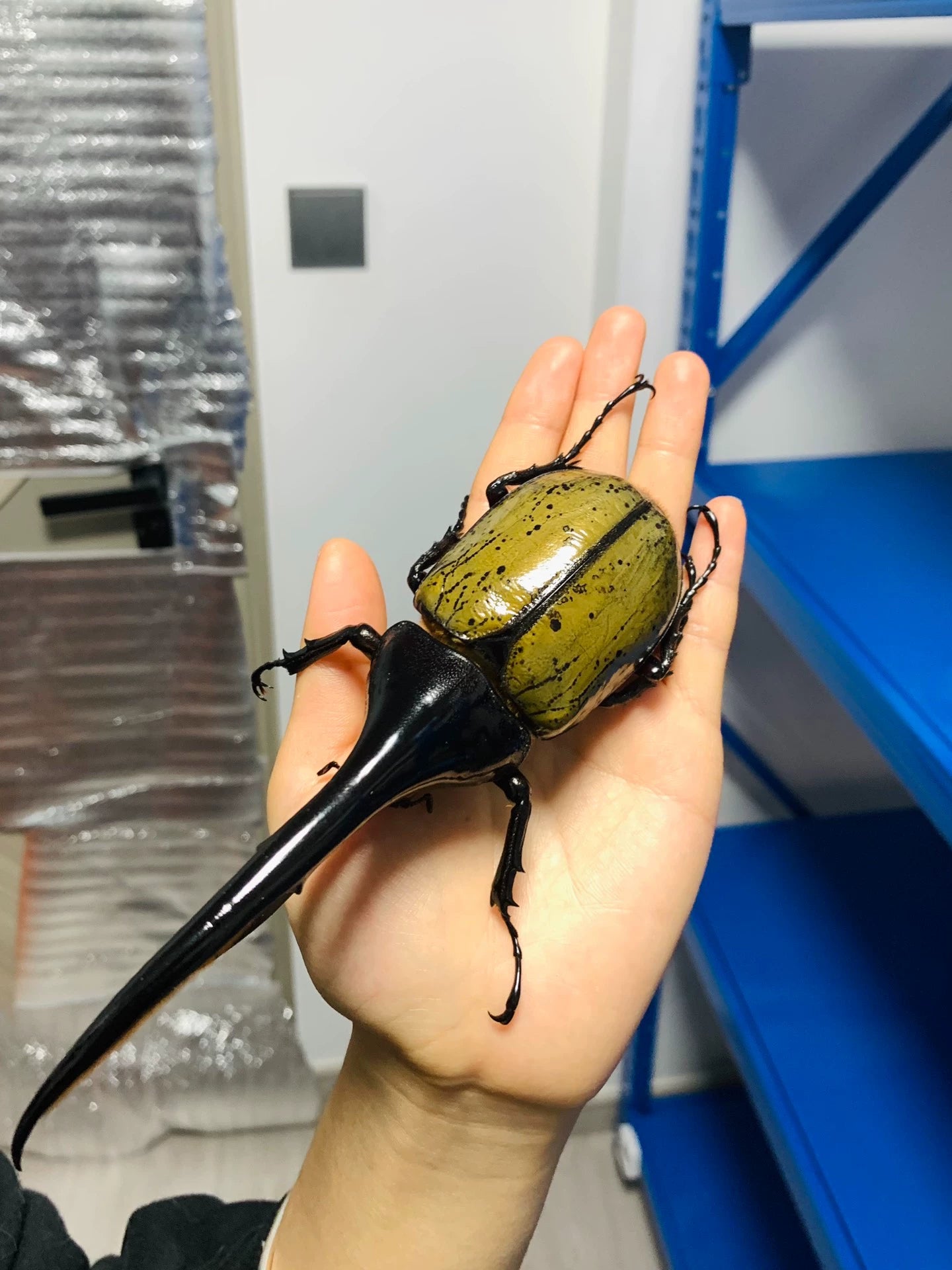 Dynastes hercules（海格力斯长戟大兜虫）