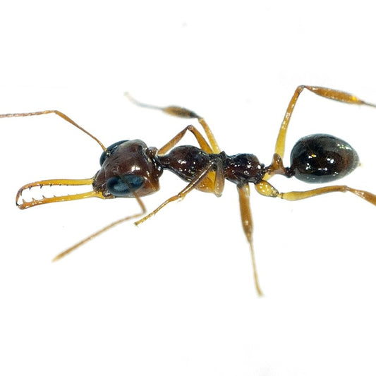 Myrmoteras binghamii (宾氏长齿蚁)