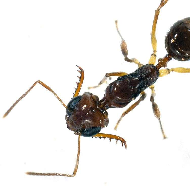 Myrmoteras binghamii (宾氏长齿蚁)