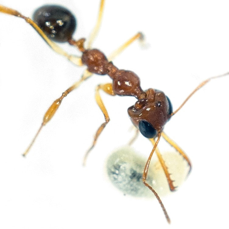 Myrmoteras binghamii (宾氏长齿蚁)