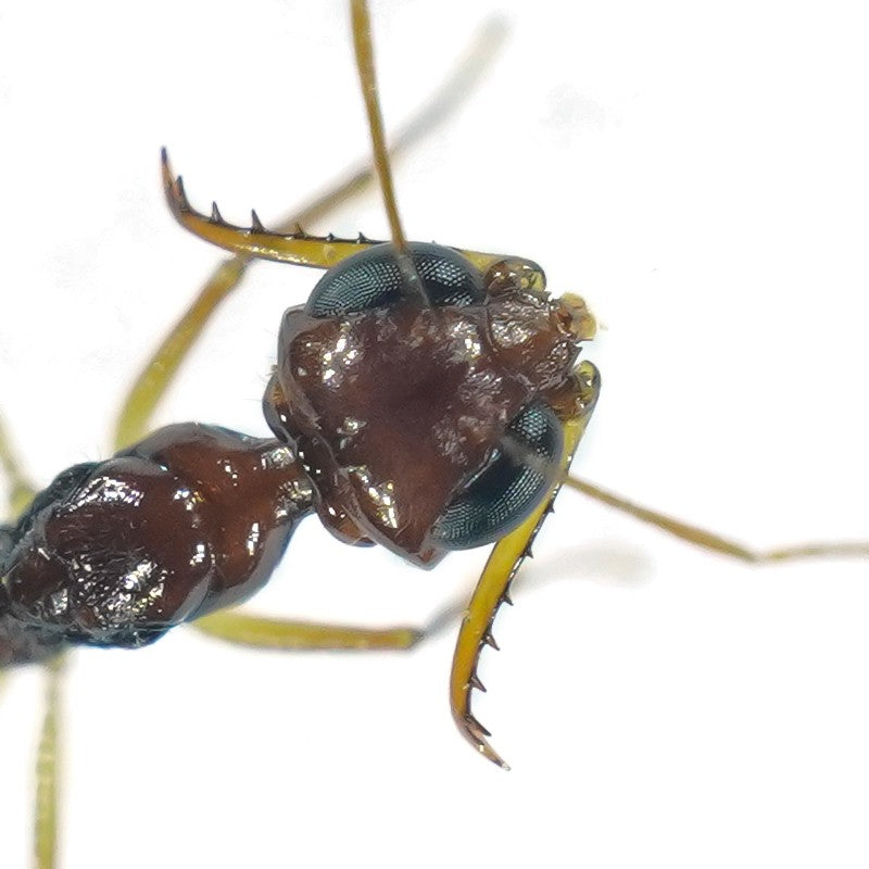 Myrmoteras binghamii (宾氏长齿蚁)