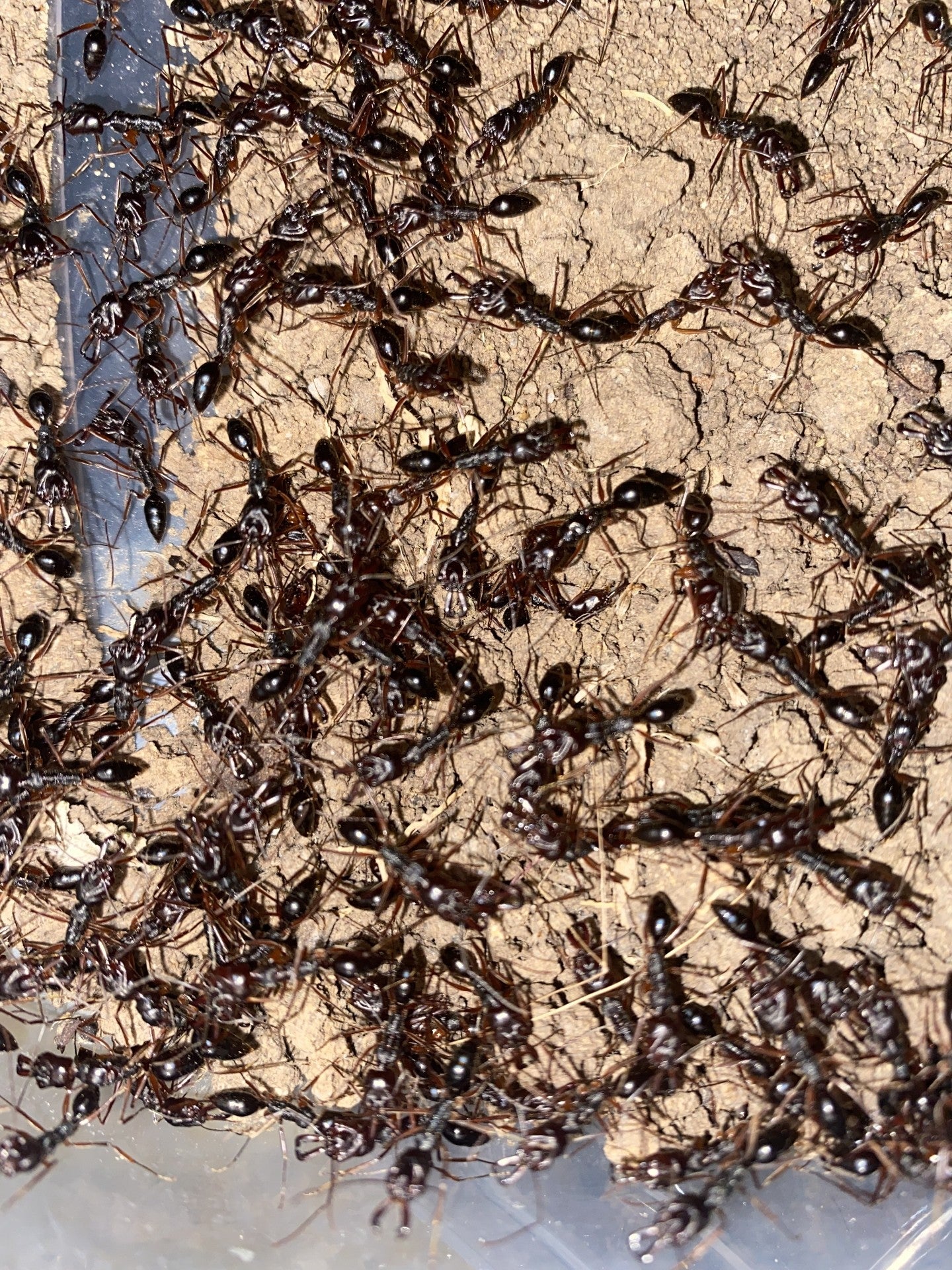 Odontomachus monticola（山大齿猛蚁）