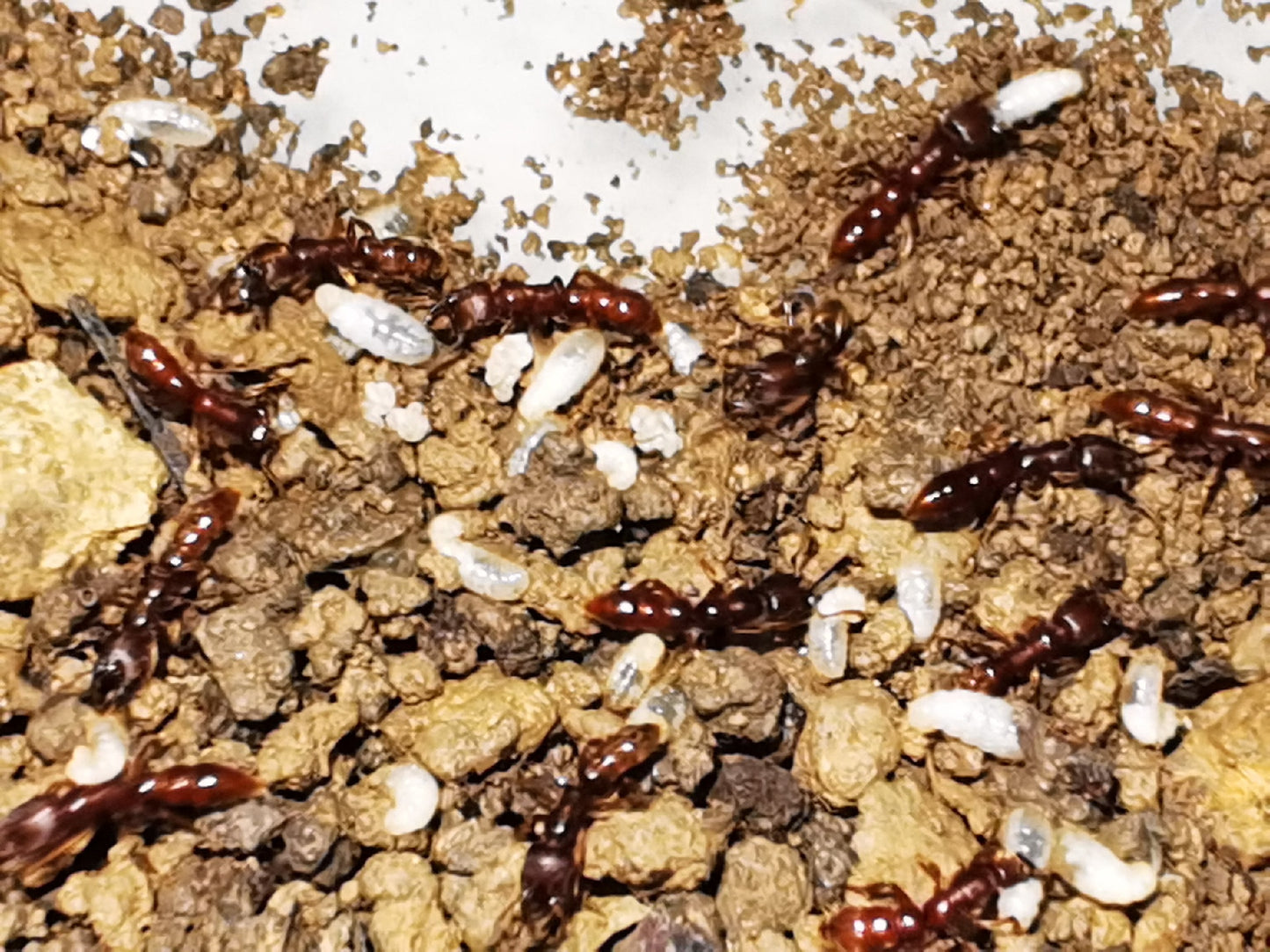 Stigmatomma rubiginoum (褐红点猛蚁)