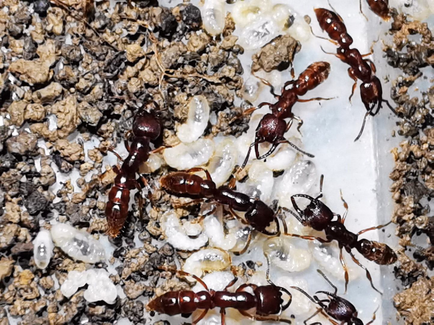 Stigmatomma rubiginoum (褐红点猛蚁)