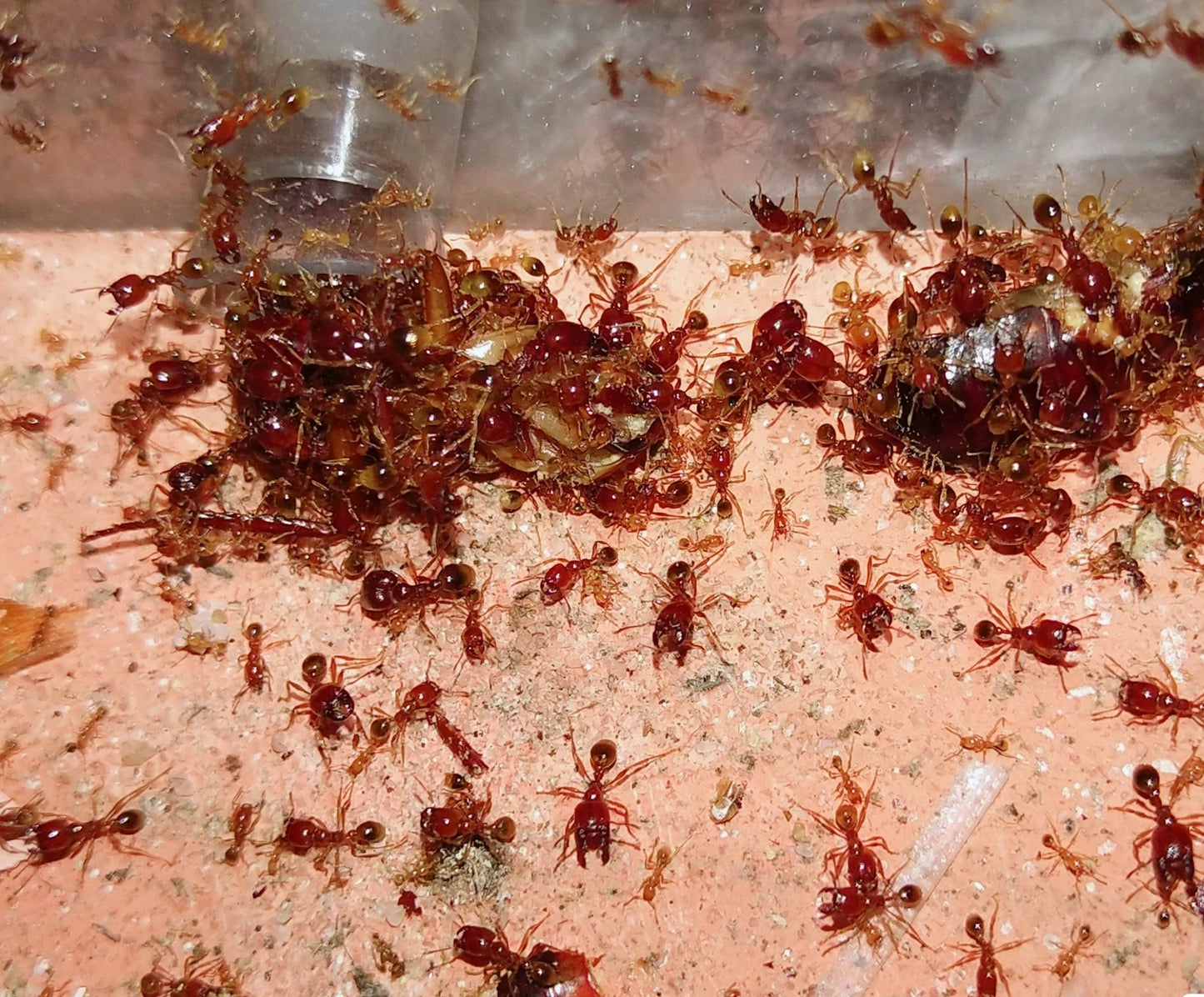 Carebara melasolena（黑沟盲切叶蚁）