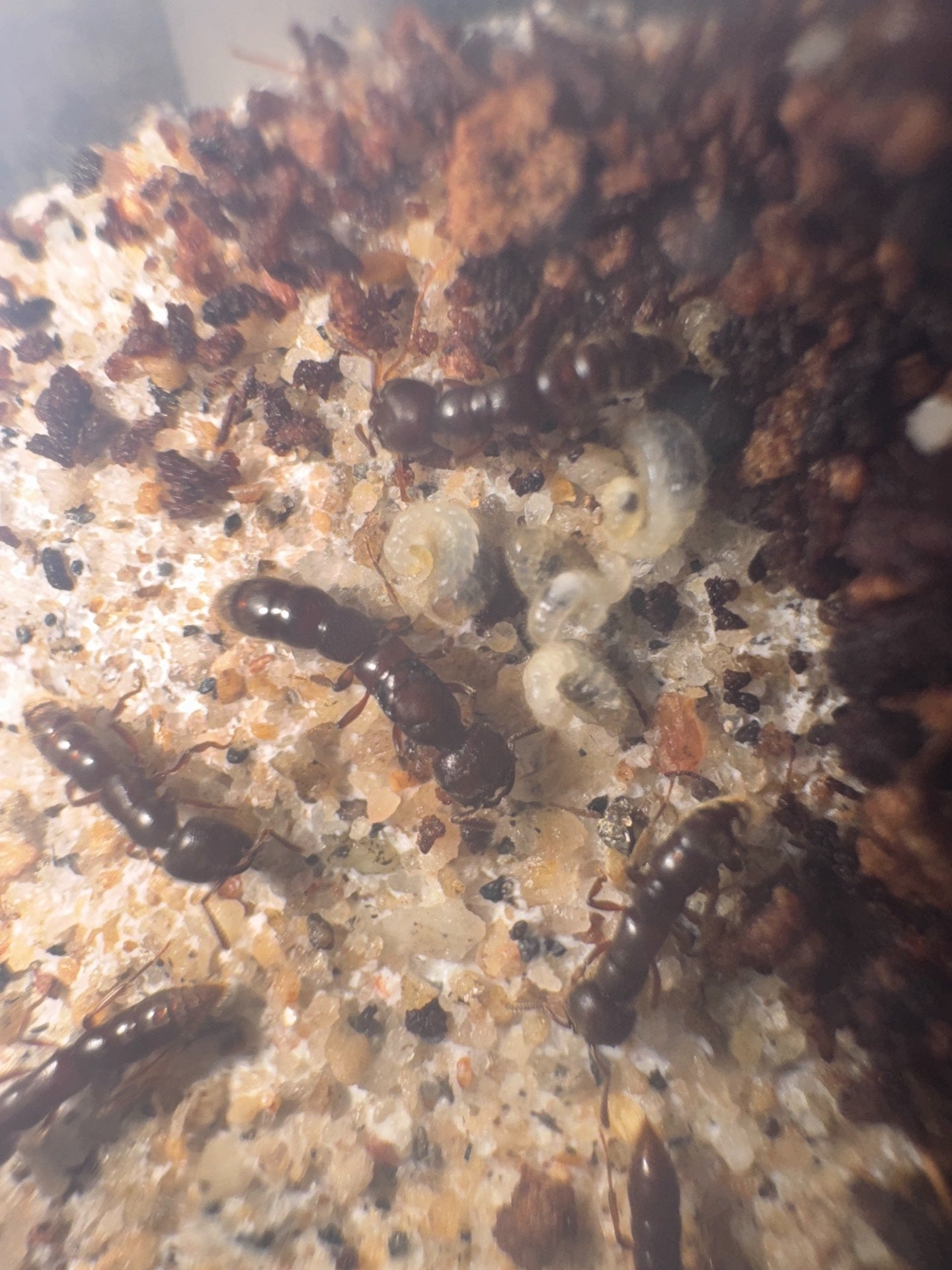 Stigmatomma bruni (布农点猛蚁)