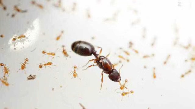 Carebara bengalensis (孟加拉盲切叶蚁)