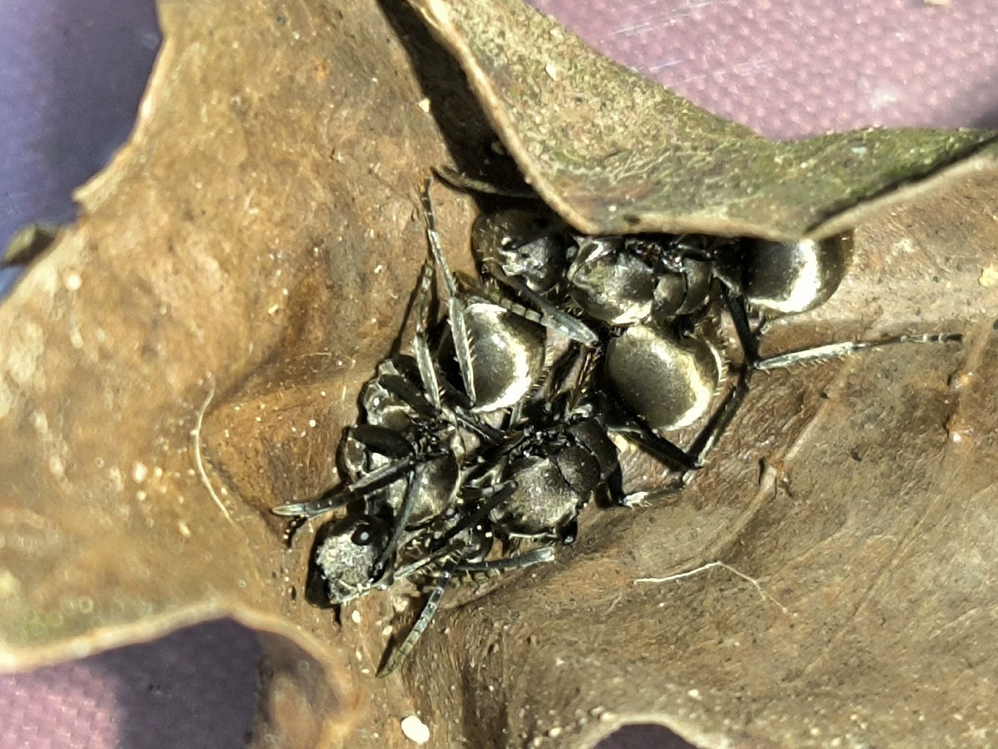 Polyrhachis proxima（拟梅氏多刺蚁）