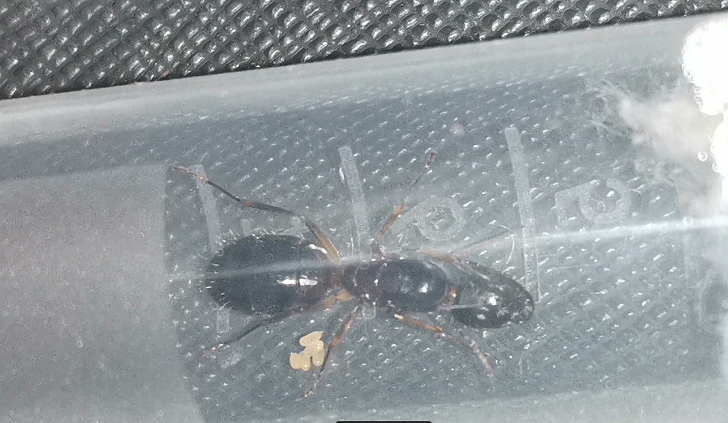 Camponotus mitis (平和弓背蚁)