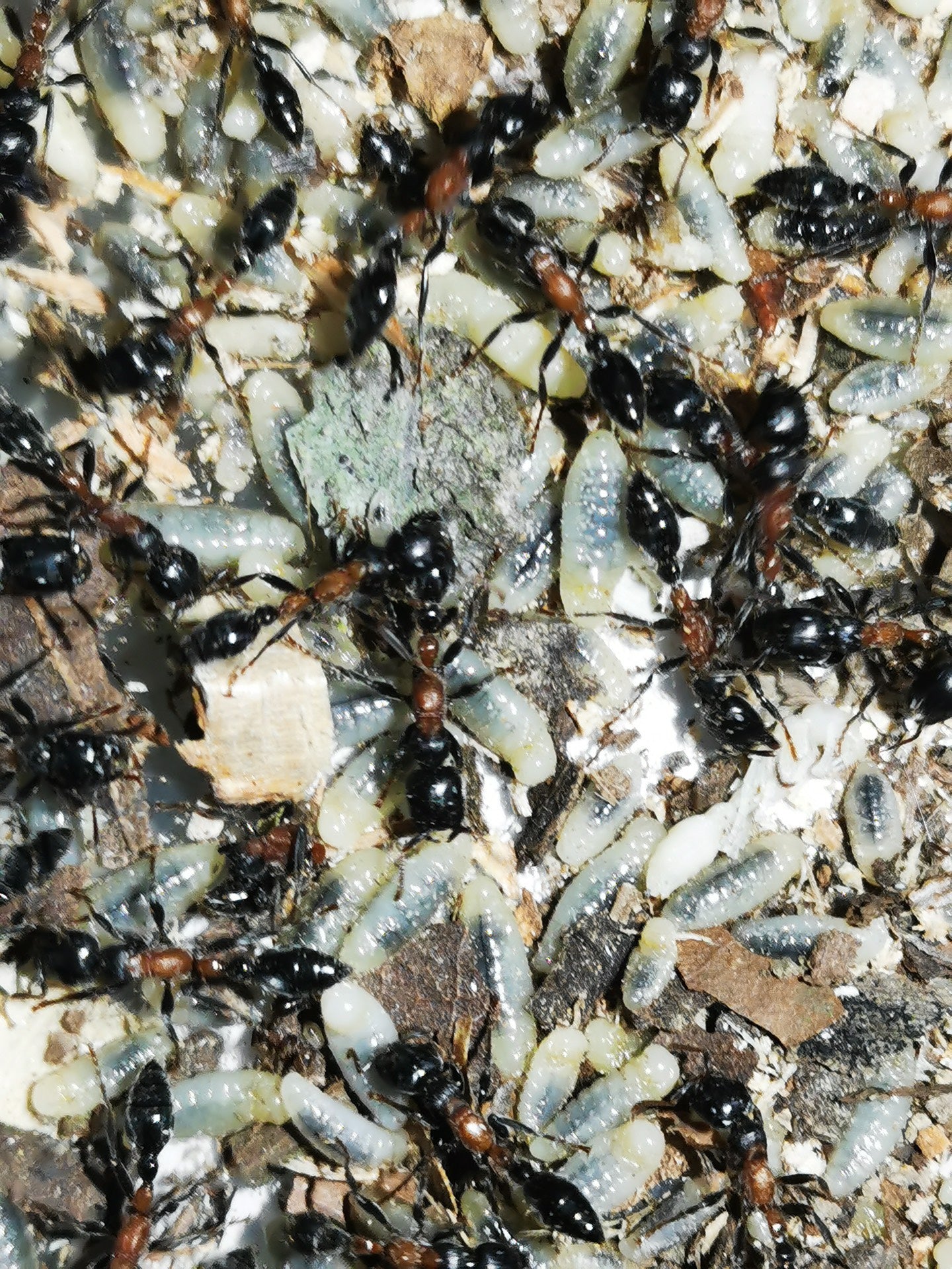 Tetraponera concava (凹唇细长蚁)