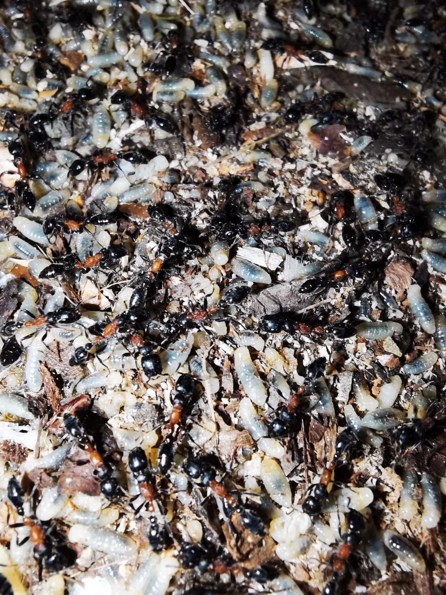 Tetraponera concava (凹唇细长蚁)