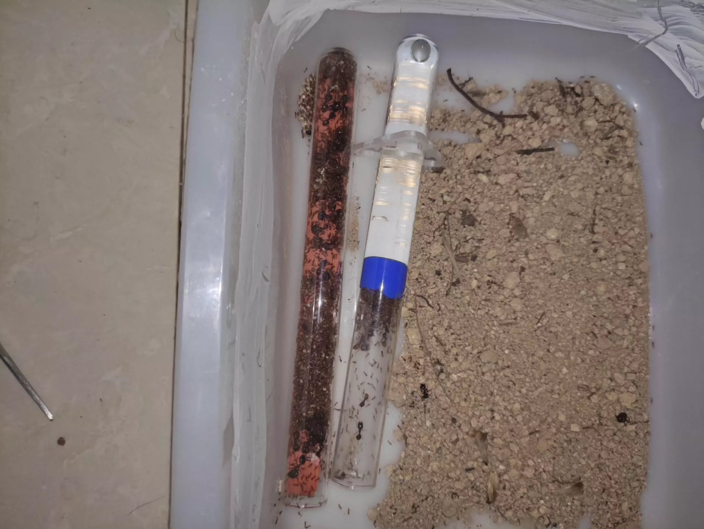 Carebara affinis（近缘盲切叶蚁, 台湾地区：相邻拟大头蚁）