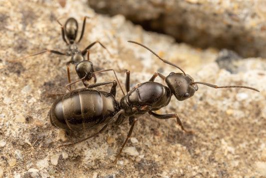 Cataglyphis aenescens（艾箭蚁）