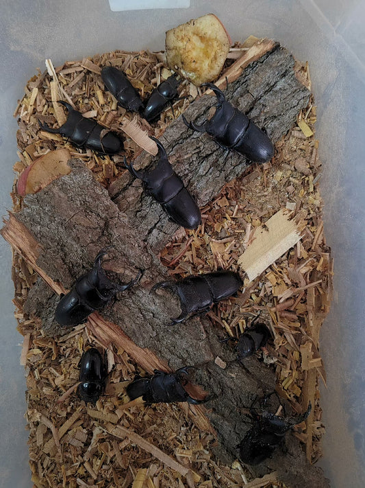 Dorcus titanus platymelus（中华大扁锹）