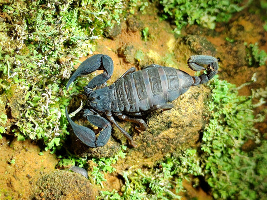 Scorpiops vachoni（瓦氏类蝎）