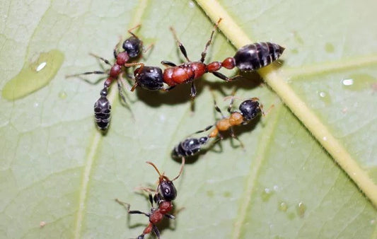 Tetraponera rufonigra (红黑细长蚁)