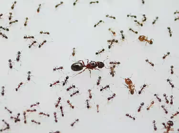 Pheidole megacephala（广大头蚁）