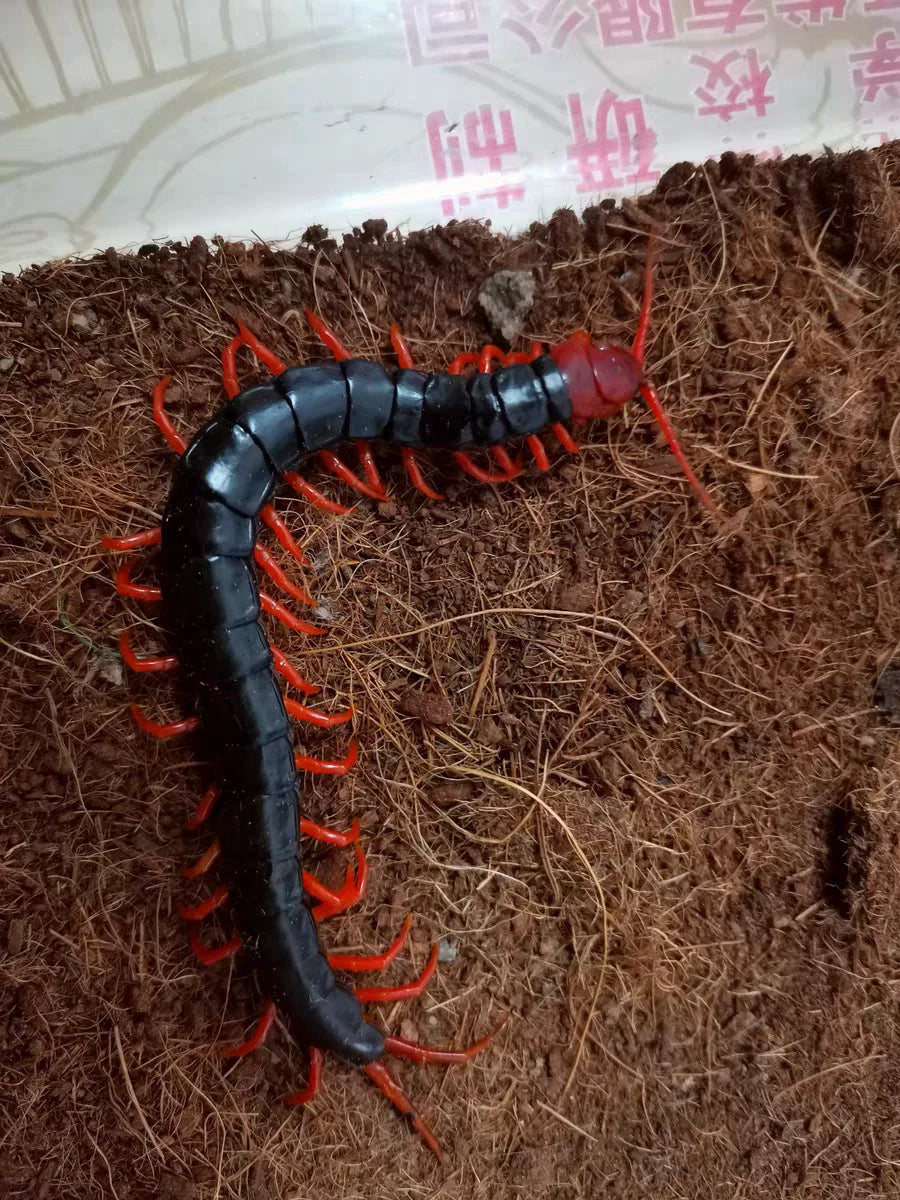 Scoropendra subspinipes mutilans（少棘蜈蚣）