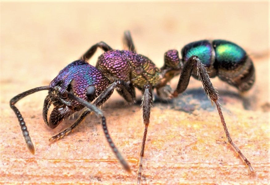 Rhytidoponera metallica (金属皱猛蚁)