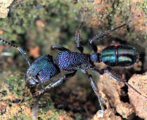 Rhytidoponera metallica (金属皱猛蚁)