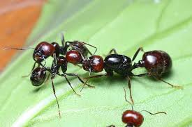 Messor barbarus (野蛮收获蚁)