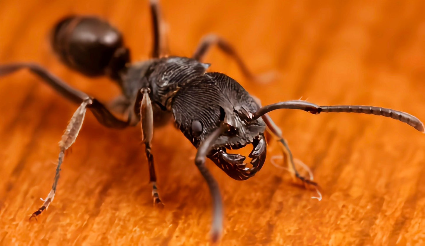 Odontoponera transversa（横纹齿猛蚁）