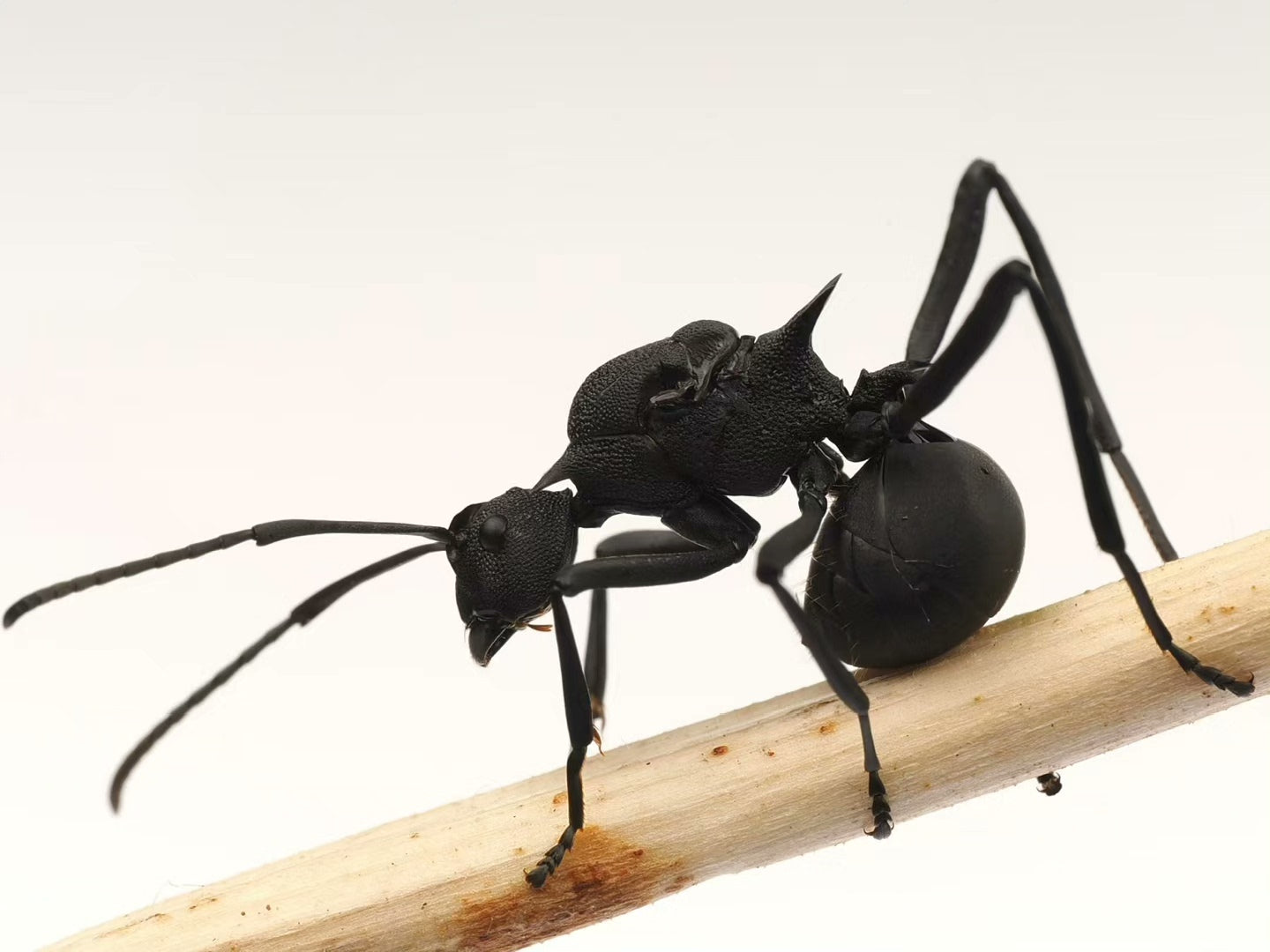Polyrhachis armata (阿玛多刺蚁)