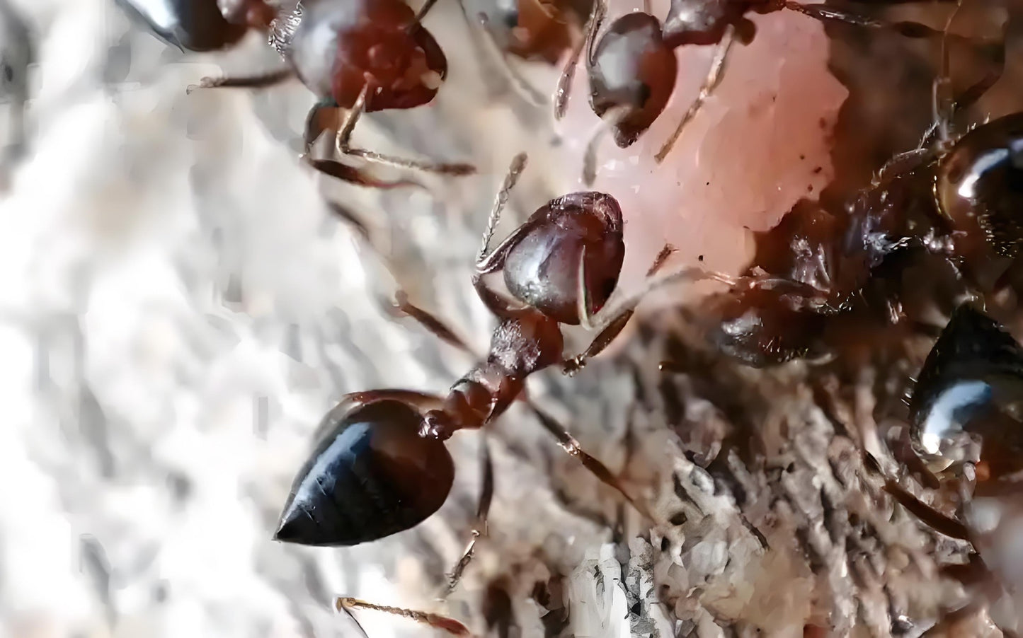 Crematogaster rogenhoferi (黑褐举腹蚁, 台湾地区：悬巢举尾蚁)