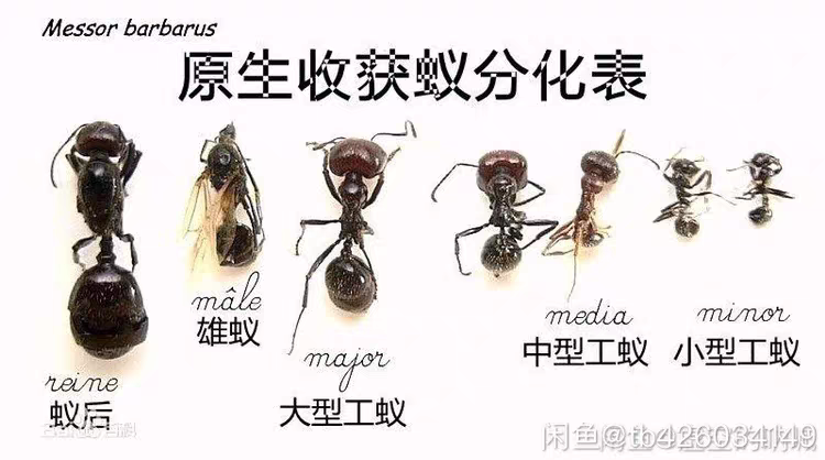 Messor structor（工匠收获蚁）