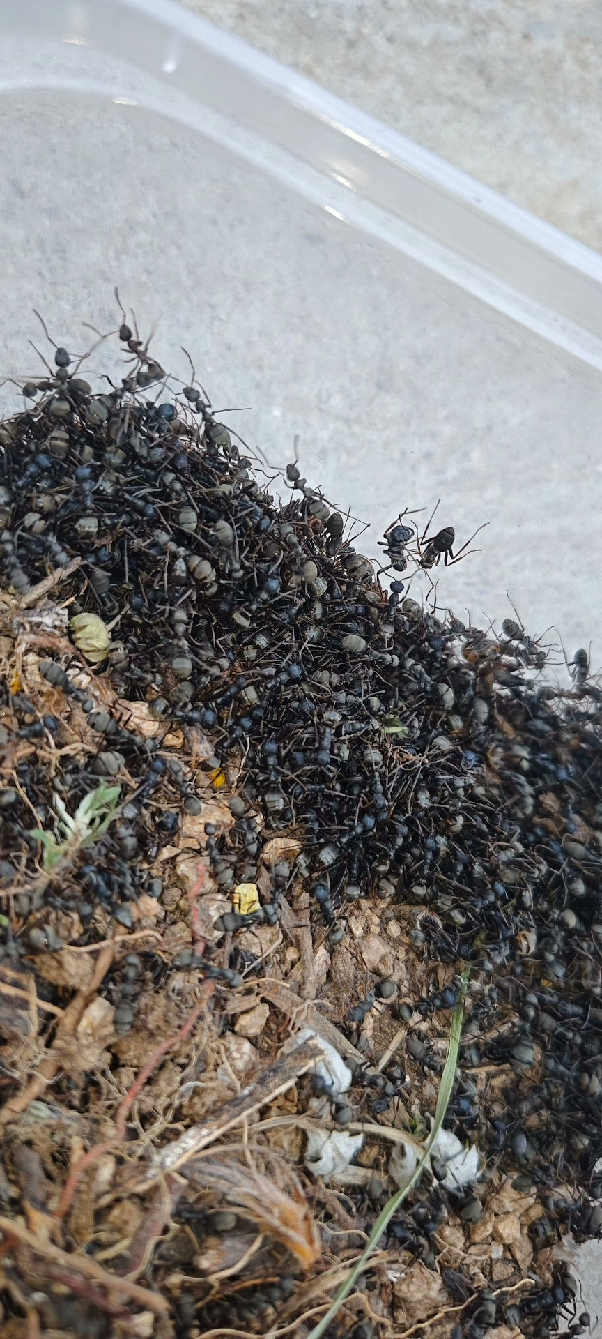 Polyergus samurai (斗士悍蚁)