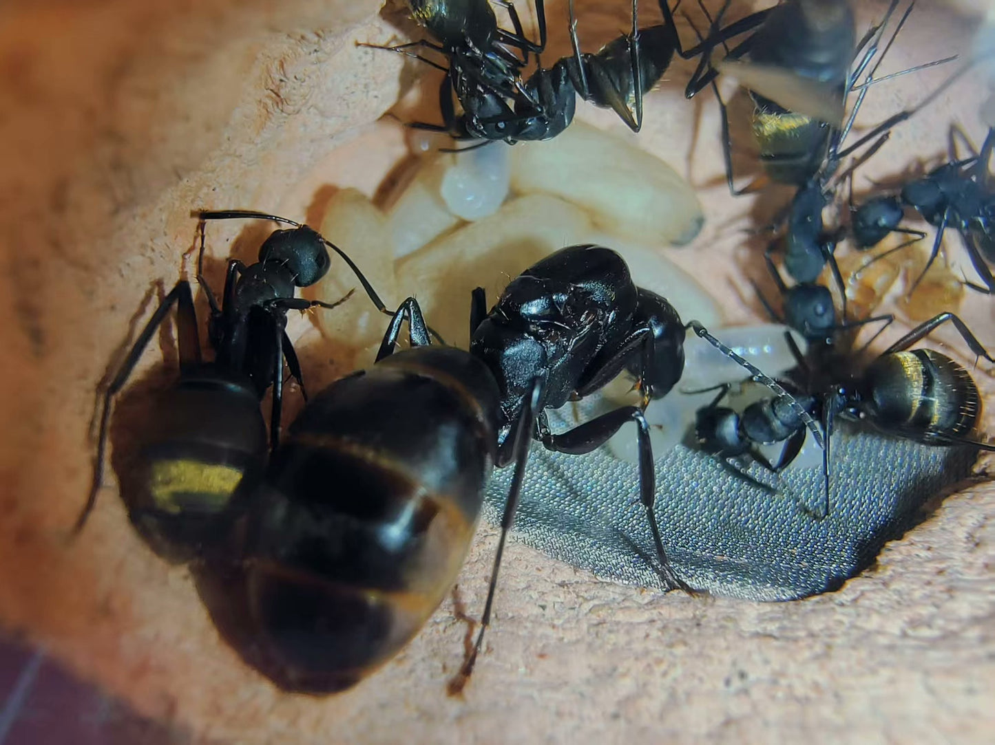 Camponotus tonkinus (金毛弓背蚁)