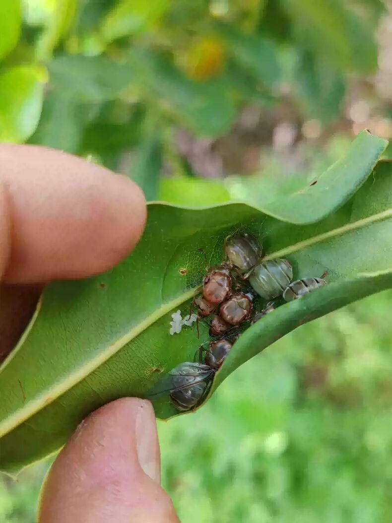 Oecophylla smaragdina（黄猄蚁）