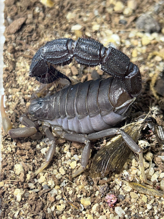 Parabuthus transvaalicus（黑粗尾蝎）
