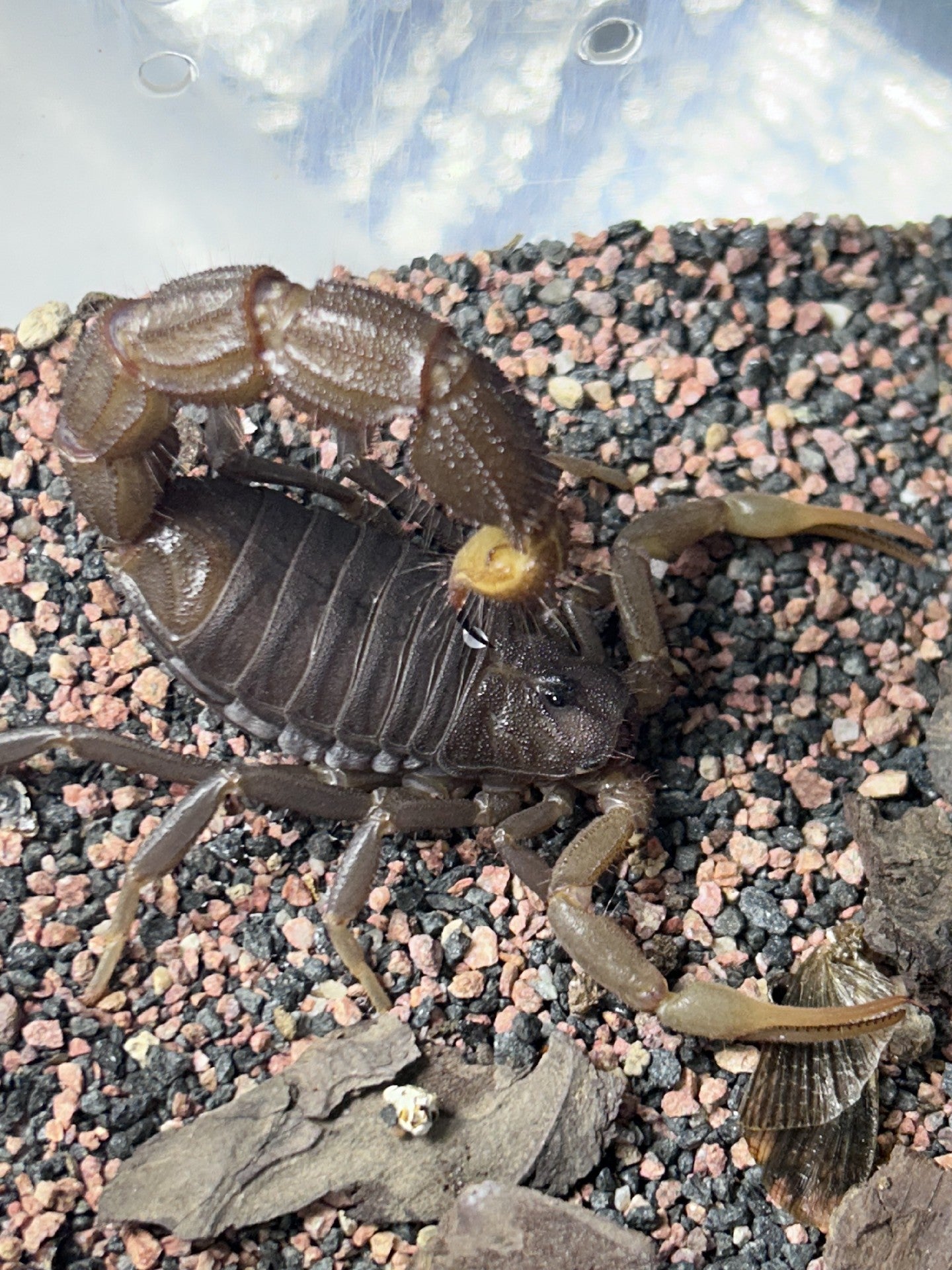 Parabuthus transvaalicus（黑粗尾蝎）