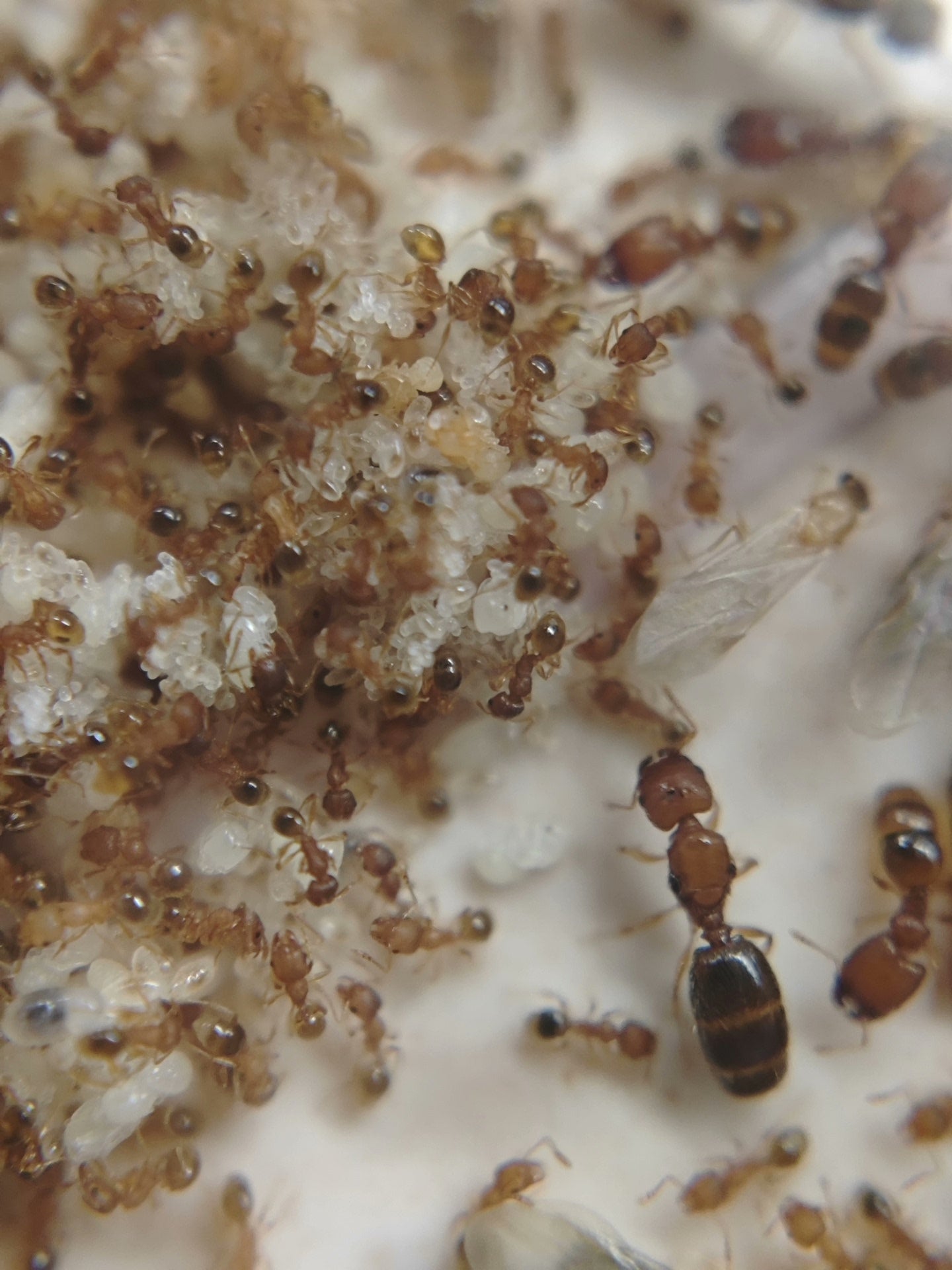 Pheidole parva (矮大头蚁)